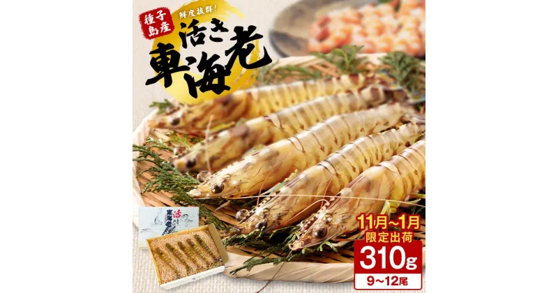 【ふるさと納税】鮮度抜群 種子島産 活車えび 310g（9～12尾前後） 生きたまま お届け！ ふるさと納税 車海老 ふるさと納税 えび 生食 ふるさと納税 えび 活 種子島 の 養殖 車えび 化学薬品等不使用で安心・安全 配送日指定可 ふるさと 人気 ランキング