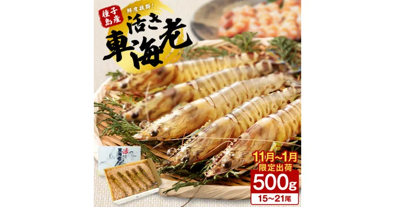 【ふるさと納税】鮮度抜群 種子島産 活車えび 500g（15～21尾前後） 生きたまま お届け！ ふるさと納税 車海老 ふるさと納税 えび 生食 ふるさと納税 えび 活 種子島 の 養殖 車えび 化学薬品等不使用で安心・安全 配送日指定可 ふるさと 人気 ランキング