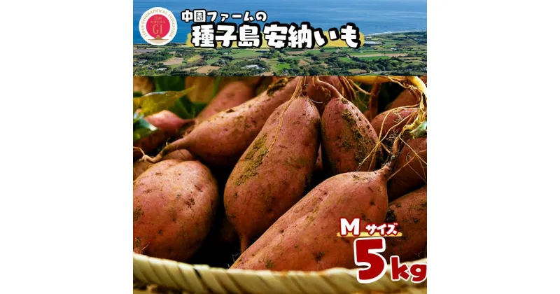 【ふるさと納税】＼ 新物 順次発送中 ／ 種子島 安納いも ＼ Mサイズ 生いも 5kg ／ 中園ファーム ふるさと納税 さつまいも 生芋 ふるさと納税 焼き芋 ホクホク ねっとり 蜜が出るほど 甘い 安納芋 芋 ふるさと 人気 ランキング