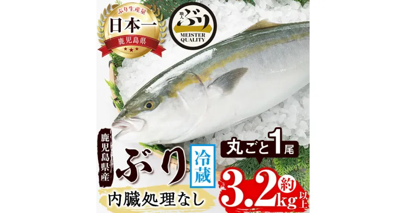 【ふるさと納税】＜2週間以内に発送！＞鹿児島産ぶり丸ごと1尾(約3.2kg以上・内臓処理なし)ぶり ブリ 鰤 魚 海鮮 魚介 刺身 さしみ しゃぶしゃぶ 焼魚 煮魚 丸ごと 国産 鹿児島県産 垂水市産 冷蔵 養殖 ぶり職人 1本【アクアブルー】B2-4755