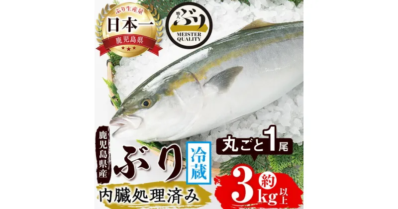 【ふるさと納税】＜2週間以内に発送！＞鹿児島産ぶり丸ごと1尾(約3kg以上・内臓処理済み)ぶり ブリ 鰤 魚 海鮮 魚介 刺身 さしみ しゃぶしゃぶ 焼魚 煮魚 丸ごと 国産 鹿児島県産 垂水市産 冷蔵 養殖 ぶり職人 1本【アクアブルー】B2-4756