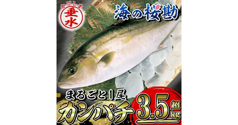 【ふるさと納税】鹿児島県垂水市産カンパチ『海の桜勘』まるごと1尾（3.5kg以上） 冷蔵 魚 魚介 海鮮 カンパチ かんぱち 勘八 1本 刺身 しゃぶしゃぶ あら煮 国産 鹿児島産 垂水【垂水市漁業協同組合】B2-0114