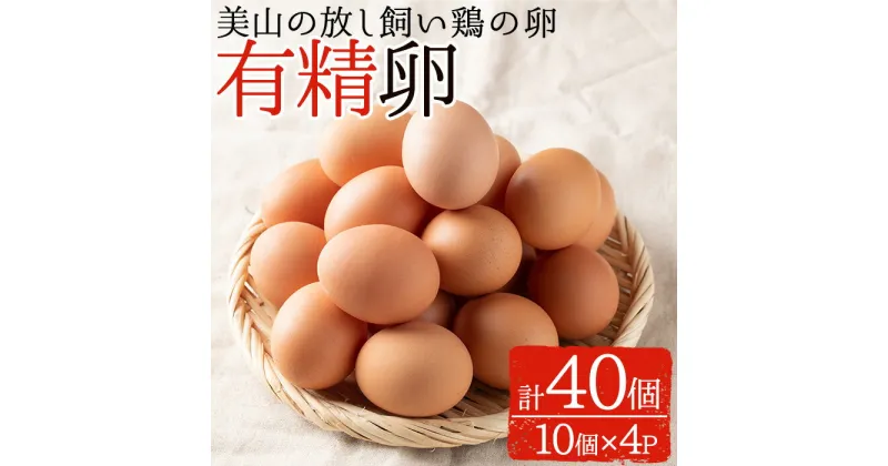 【ふるさと納税】鹿児島県産有精卵(計40個・10個入×4P) 国産 九州産 たまご 有精卵 卵 鶏卵 おかず【美山たまご王国】