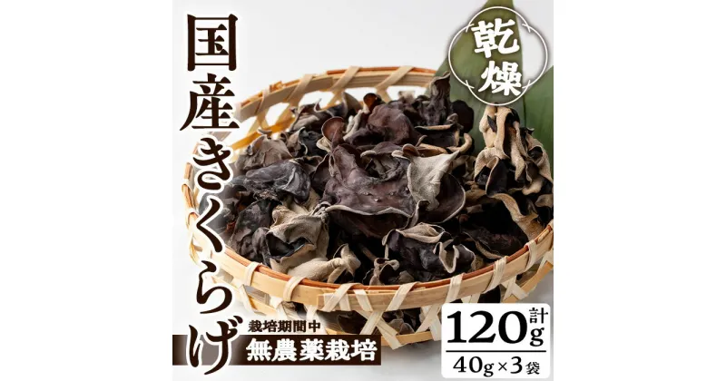 【ふるさと納税】国産きくらげ(計120g・3袋)国産 きくらげ キクラゲ 常温 常温保存【九南サービス(タマチャンショップ)】