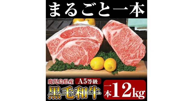 【ふるさと納税】鹿児島県産黒毛和牛＜A5等級＞きりしま畜産厳選！黒毛和牛特選サーロインまるごとブロック1本約12kg！牛肉 サーロイン ブロック肉 国産 鹿児島県産 黒毛和牛 肉 精肉【きりしま畜産】