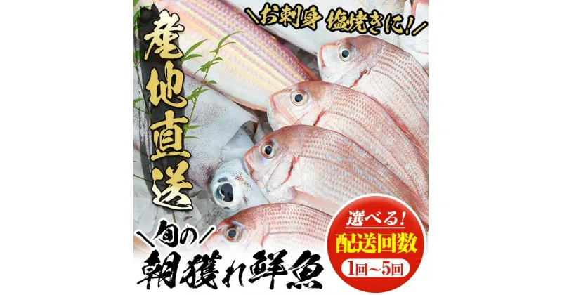 【ふるさと納税】《配送回数選べる》朝獲れ鮮魚の詰め合わせセット(1~5回) 鹿児島県いちき串木野より海鮮を産地直送！ 冷蔵 魚種 お任せ お楽しみ 水揚げ 鮮魚 海鮮 海産物 魚介 魚貝類 さかな サカナ 貝類 イカ タコ 旬 詰合せ 真空 パック 刺身 塩焼き 冷蔵【えびす市場】