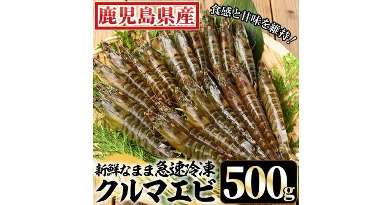 【ふるさと納税】冷凍クルマエビ計500g(25g×10尾×2袋) 国産 九州産 鹿児島 特産品 特産 車海老 くるまえび 活き車えび 車えび 海鮮 魚介【ヒガシマル】