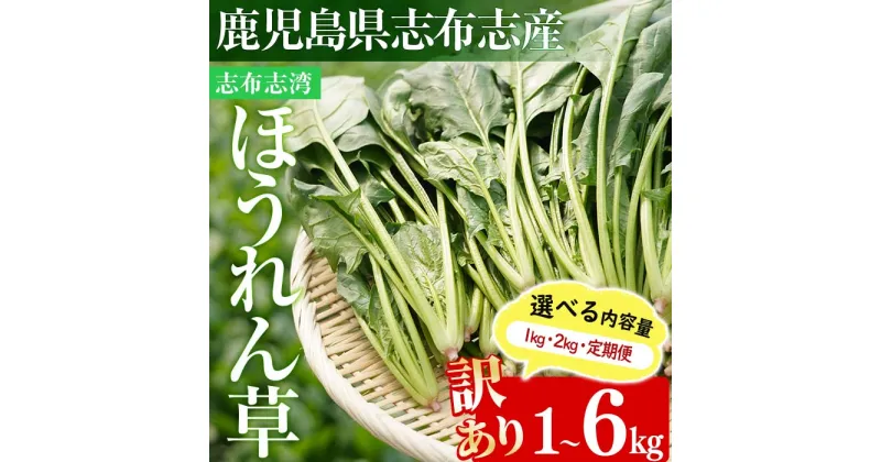 【ふるさと納税】＜先行予約受付中！R6年12月頃配送予定＞【選べる内容量】【数量限定・訳あり】志布志湾ほうれん草(1kg or 2kg or 定期便)生でも食べられるほうれん草！サラダ おひたし お味噌汁 スムージー ほうれん草 ジュース ほうれんそう【そはら農園】