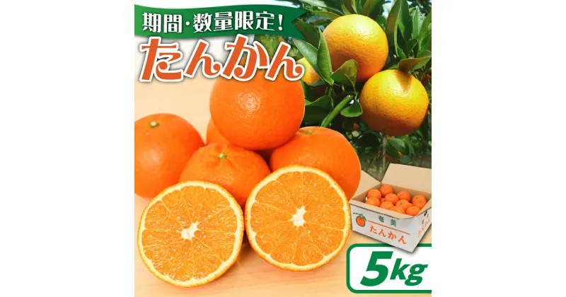 【ふるさと納税】【先行予約】 たんかん 5kg 期間 数量 限定 予約 タンカン 甘い 糖度12度前後 みずみずしい 果汁たっぷり キズ有 色むら有 光センサー 柑橘 旬 冬 果物 フルーツ サイズ おまかせ 奄美大島 安田商店 鹿児島 奄美市 おすすめ ランキング プレゼント ギフト