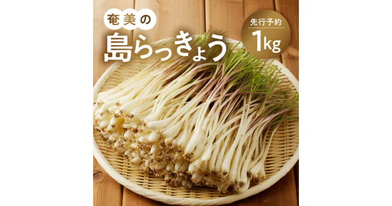 【ふるさと納税】【先行予約】奄美の島らっきょう – 1kg 露地栽培 おつまみ 天ぷら おかか和え 奄美産らっきょう POKAPUKA 食品 グルメ 野菜 鹿児島 奄美市 お取り寄せ 送料無料