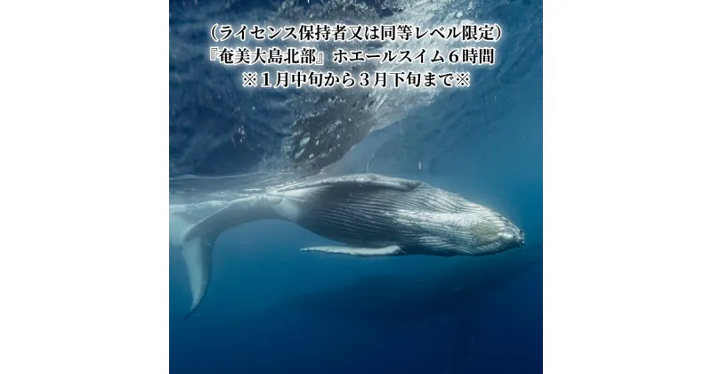 【ふるさと納税】奄美大島北部 ホエールスイム 6時間 ザトウクジラ 観察 ツアー 1名様分 利用券 チケット 1月中旬 から 3月下旬 まで ライセンス保持者 同等レベル 限定 アクティビティ 体験 クジラ 鹿児島県 奄美市 送料無料