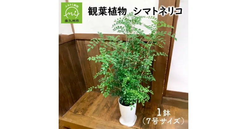 【ふるさと納税】観葉植物 シマトネリコ 1鉢 7号 高さ 約 80cm ~ 90cm シンボルツリー 生命力 強い 耐陰性 室内 屋外 育てやすい 小さな葉 光沢 涼しげな印象 爽やか 和風 洋風 部屋 インテリア おしゃれ 植物 雑貨 リラックス 自然 オフィス 送料無料 鹿児島県 南九州市