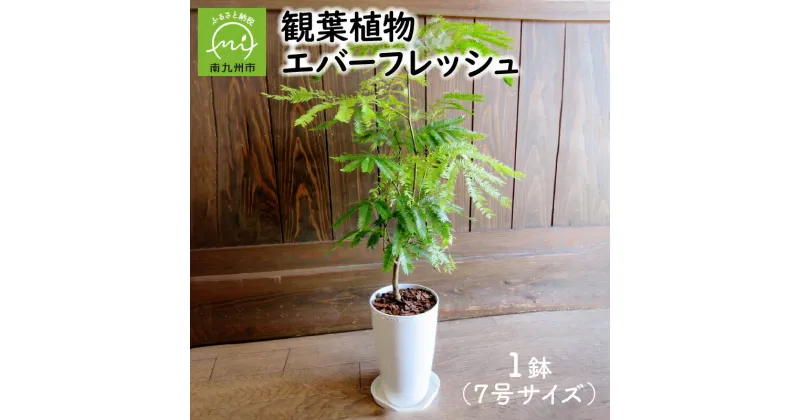 【ふるさと納税】観葉植物 エバーフレッシュ 1鉢 7号 重量 約 3kg 高さ 約 80cm ~ 90cm アカサヤネムノキ 明るいグリーンの葉 華奢な樹形 耐陰性 人気 植物 緑 自然 部屋 室内 オフィス おしゃれ インテリア 雑貨 丁寧なくらし 送料無料 鹿児島県 南九州市