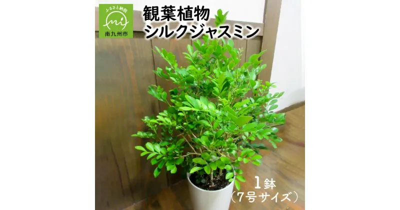 【ふるさと納税】観葉植物 シルクジャスミン 1鉢 鉢植え 自然 植物 光沢のある葉 甘い香り 白い花が咲く インテリア リラックス 雑貨 室内 空間づくり 屋外 グリーン おしゃれ 育て方マニュアル同封 お取り寄せ 鹿児島県 南九州市 送料無料