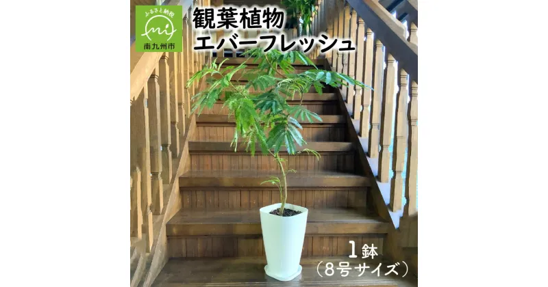 【ふるさと納税】観葉植物 エバーフレッシュ 8号 サイズ 1鉢 30cm お部屋を彩る 植物 明るい グリーン 華奢 鉢付 アカサヤネムノキ マメ科 インテリア 室内 オフィス おしゃれ プレゼント用 ギフト用 開店祝い 移転祝い 贈り物 お祝い 鹿児島県 南九州市 送料無料