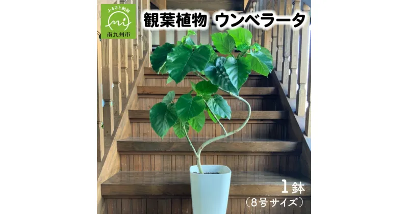 【ふるさと納税】観葉植物 ウンベラータ 8号 サイズ 1鉢 インテリアに映える 鉢植え インテリア 育て方 マニュアル付き ハート型 大きな葉 存在感 色が濃い グリーン 美しい 清涼感 植物 園芸 室内 オフィス リラックス おしゃれ 鹿児島県 南九州市 お取り寄せ 送料無料