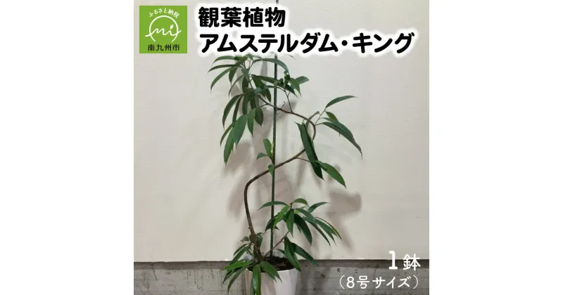 【ふるさと納税】観葉植物 アムステルダム・キング 1鉢 鉢 8号 サイズ 縦30cm 横19cm 存在感抜群 南九州市産 初心者 育て方マニュアル付き 育てやすい おしゃれ インテリア オフィス 部屋 室内 植物 アムステルダムキング 鹿児島県 南九州市 お取り寄せ 送料無料