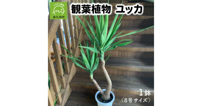 【ふるさと納税】観葉植物 ユッカ 1鉢 8号 サイズ 植物 ユーモラス 力強い 青年の木 個性的 抜群の存在感 グリーン インテリア 屋外 室内 オフィス リラックス おしゃれ 鹿児島県 南九州市 お取り寄せ 株式会社やさい農園 送料無料