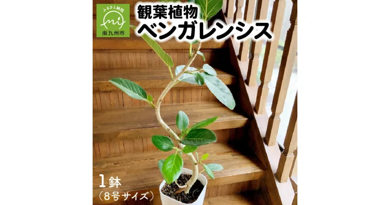 【ふるさと納税】観葉植物 ベンガレンシス 1鉢 8号 重量 約 3.5kg 高さ 約 85cm ~ 100cm 白い幹 高級感 演出 シンプル 部屋 室内 オフィス インテリア おしゃれ 雑貨 植物 自然 緑 丁寧なくらし 育て方マニュアル同封 送料無料 鹿児島県 南九州市