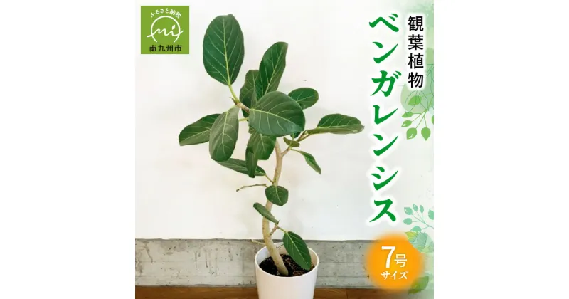 【ふるさと納税】観葉植物 ベンガレンシス 7号 サイズ 3.5kg 1鉢 鉢植え 白い幹 高級感 シンプル デザイン 繊細 自然 植物 グリーン インテリア 室内 オフィス リラックス おしゃれ 株式会社やさい農園 南九州市産 鹿児島県 南九州市 お取り寄せ 送料無料