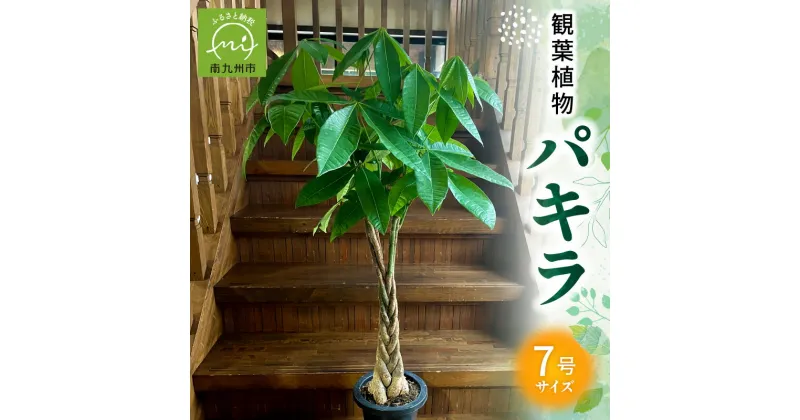 【ふるさと納税】観葉植物 パキラ 1鉢 7号 重量約3kg 三つ編み仕立て 植物 おしゃれ グリーン インテリア 室内 屋外 癒し リラックス 自然 花言葉 幸福 快活 勝利 風水 産地直送 雑貨 オフィス 開店祝い 移転祝い 贈り物 育て方マニュアル同封 鹿児島県 南九州市 送料無料