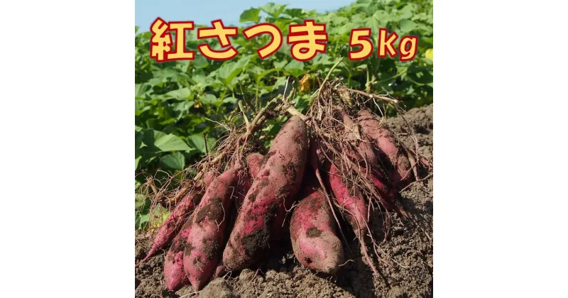 【ふるさと納税】さつまいも「紅さつま」5kg