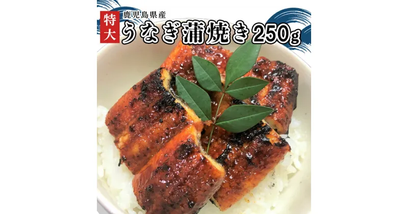 【ふるさと納税】「特大」鹿児島県産うなぎ蒲焼き250g(タレ付き)