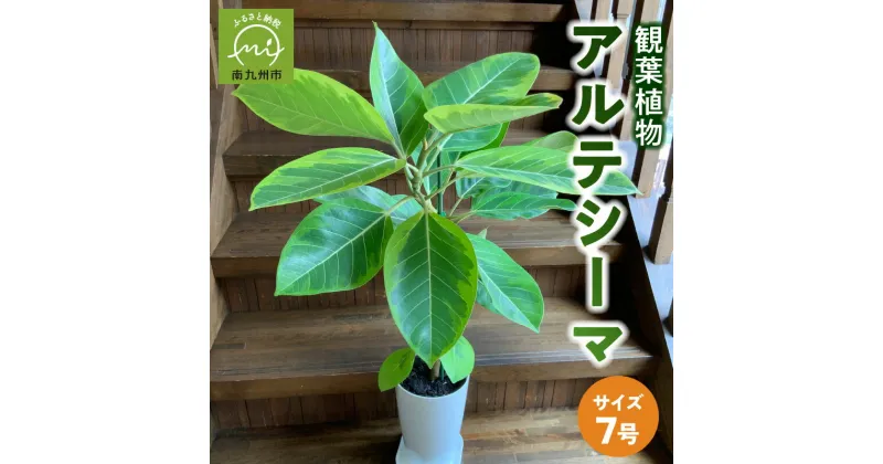 【ふるさと納税】観葉植物 アルテシーマ1鉢