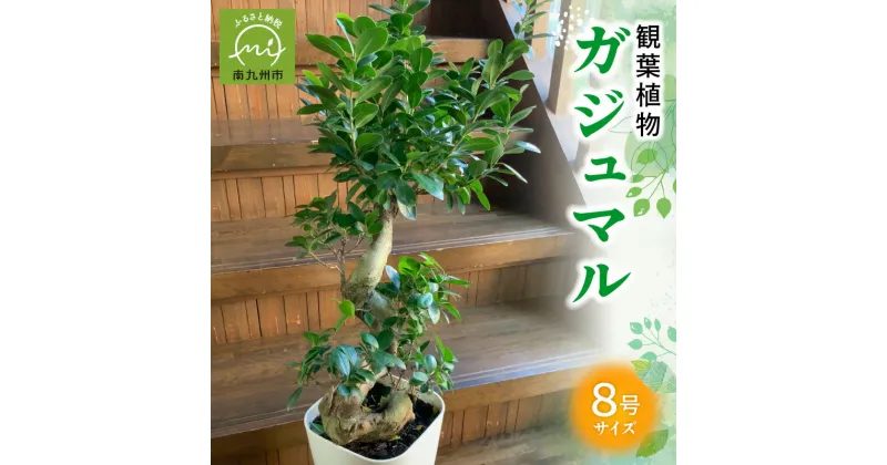 【ふるさと納税】観葉植物 8号 サイズ 南九州市産 ガジュマル 1鉢 縁起樹 鉢付き 鉢植え 育て方マニュアル 鹿児島県 南九州市 株式会社やさい農園 お取り寄せ 雑貨 シンプル インテリア 植物 グリーン 室内 緑のある暮らし 送料無料