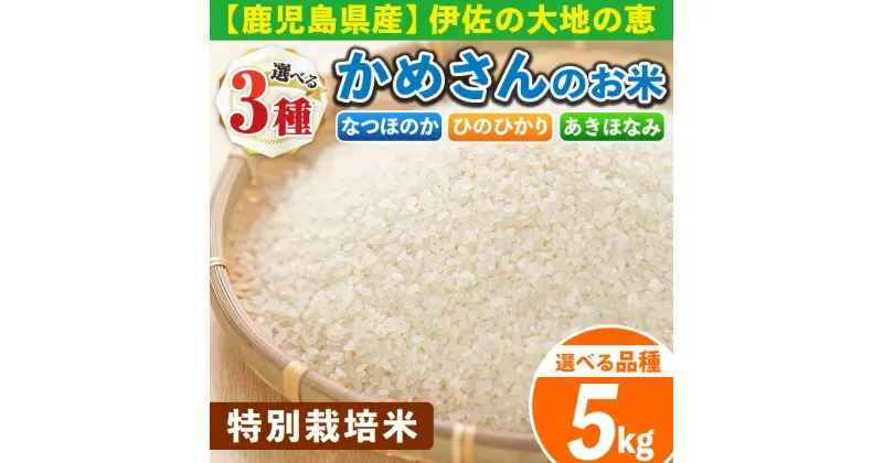 【ふるさと納税】《選べる品種》かめさんのお米(5kg・ひのひかりorなつほのかorあきほなみ) 伊佐米 白米 精米 ヒノヒカリ ナツホノカ アキホナミ ひのひかり なつほのか あきほなみ 新米 特別栽培米【Farm-K】