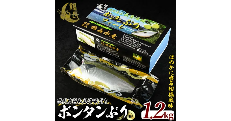 【ふるさと納税】＜期間限定＞長島海峡育ち！ボンタンぶりのフィレ(約1.2kg)鹿児島県産 国産 特産品 長島町産 ブリ ぶり 鰤 ボンタンぶり フィレ ヒレ さしみ 刺身 養殖 ぼんたん【鶴長水産】turu-1065