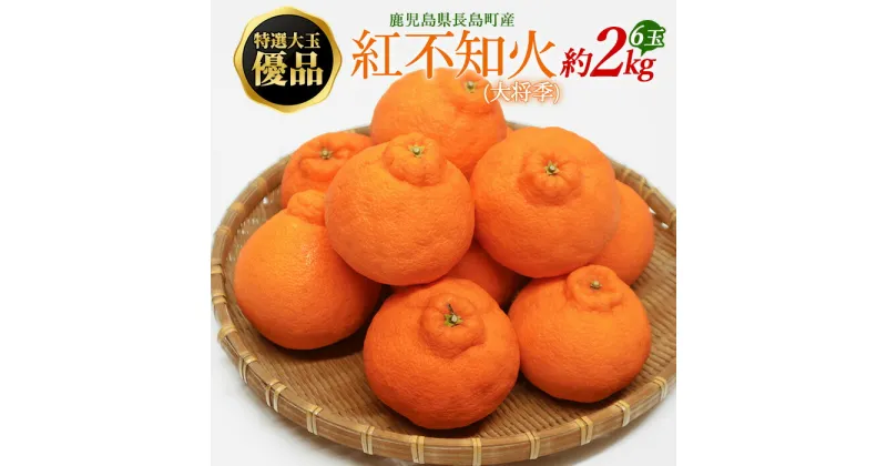 【ふるさと納税】特選大玉 優品紅不知火（大将季） 6玉入り 約2kg【山上農園】yamagami-776