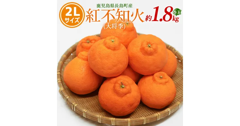 【ふるさと納税】紅不知火（大将季） 2Lサイズ 6玉入り 約1.8kg【山上農園】yamagami-778