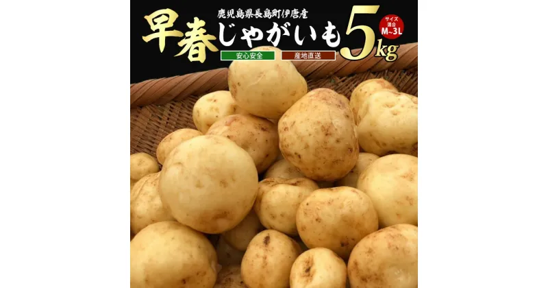 【ふるさと納税】＜数量・期間限定＞伊唐産早春じゃがいも(5kg)鹿児島県産 長島町 国産 九州産 ばれいしょ ジャガイモ 芋 いも ジャガバター ポテト サラダ 野菜 旬 赤土【旬感foods】horino-867