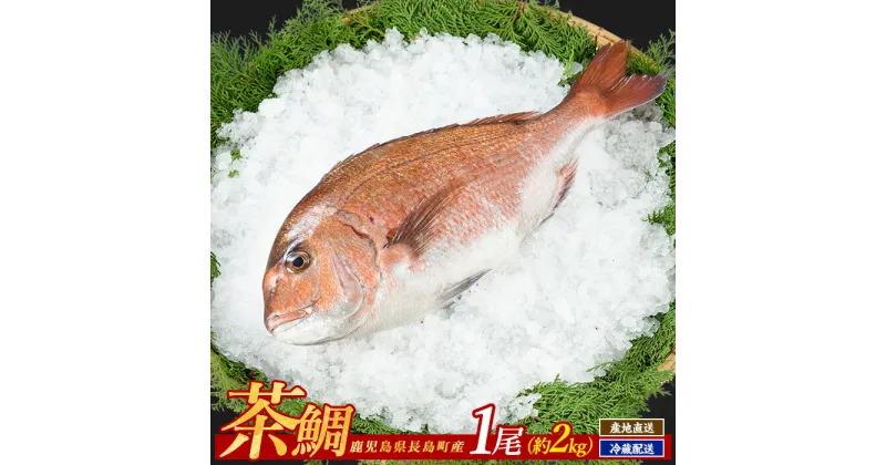 【ふるさと納税】茶鯛 1尾(約2kg)国産 鹿児島県産 タイ 茶鯛 鯛 刺身 海鮮 海産物 まるごと 塩焼き 煮つけ 魚介 鮮魚 養殖 海鮮丼 産地直送【ウスイ】usui-1034