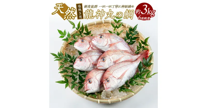 【ふるさと納税】龍神丸水産の鯛 塩焼き用(約3kg) 鹿児島県産 国産 長島町産 タイ 鯛 刺身 天然 海産物 不知火海 冷蔵【龍神丸水産】ryujin-1202