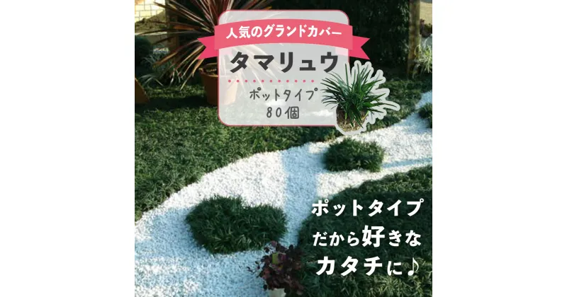 【ふるさと納税】 《事前予約受付》 タマリュウ （ 玉竜 ） ポットタイプ （80個）【 生産者直送 】 タマリュウポット グランドカバー | ガーデニング ガーデニング用品 芝生 造園 下草 草抑え