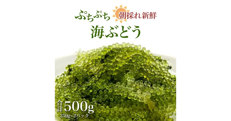 【ふるさと納税】海の幸　朝採れ ぷちぷち 海ぶどう 朝採れ 新鮮 | 鹿児島県産 ご当地 九州産 国産 国産海ぶどう 海ぶどう 海ブドウ 鹿児島県大崎町