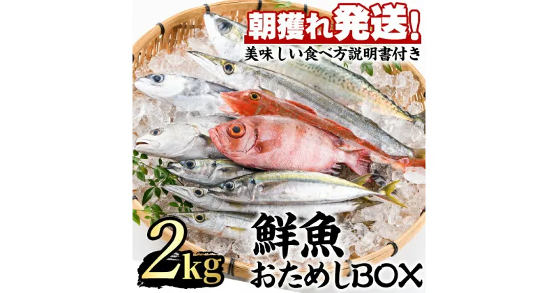 【ふるさと納税】朝獲れ発送！鮮魚問屋が厳選した『鮮魚おためしBOX』(約2kg程度) 魚 魚介類 鮮魚 海鮮 詰め合わせ セット 刺身 天ぷら 煮つけ 塩焼き【江川商店】【0153201a】