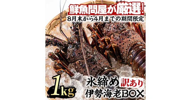 【ふるさと納税】＜訳あり＞朝獲れ発送！鮮魚問屋が厳選した氷締め伊勢海老(2尾・総量1kg以上) えび 魚介類 海鮮 刺身 塩焼き【江川商店】【0303202a】