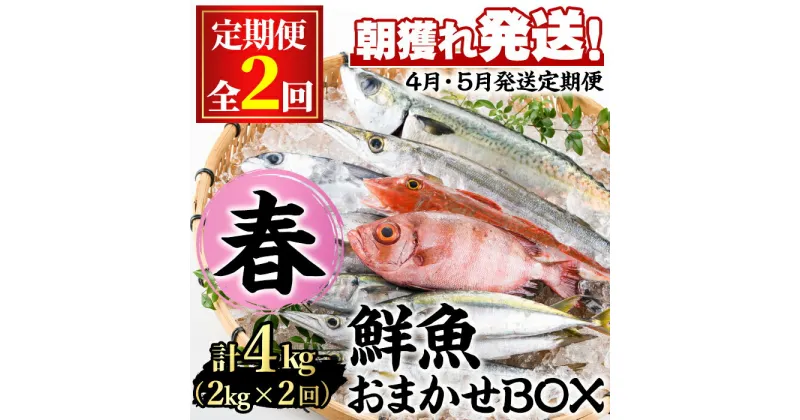 【ふるさと納税】＜定期便・全2回(4月・5月)＞「春の鮮魚BOX」朝獲れ発送！鮮魚問屋が厳選したおまかせ鮮魚(約2kg程度×2回)魚 魚介類 鮮魚 海鮮 詰め合わせ セット 刺身 天ぷら 煮つけ 塩焼き【江川商店】【0301101b】