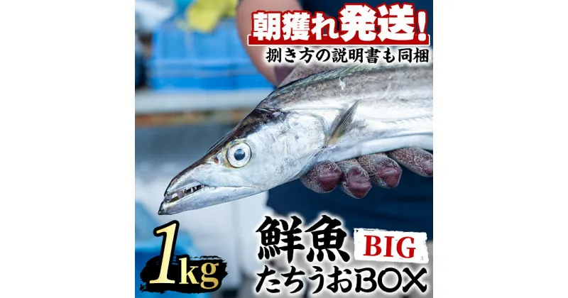 【ふるさと納税】鮮度が命！鮮魚問屋が厳選した『鮮魚たちうおビッグサイズBOX』(1尾・1kg以上) 魚 魚介類 鮮魚 海鮮 太刀魚 ムニエル 塩焼き【江川商店】【0223204a】