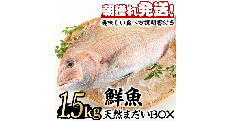 【ふるさと納税】鮮度が命！鮮魚問屋が厳選した『天然真鯛』(1-2尾・総量1.5kg以上) 魚 魚介類 鮮魚 海鮮 煮つけ 塩焼き【江川商店】【0203205a】