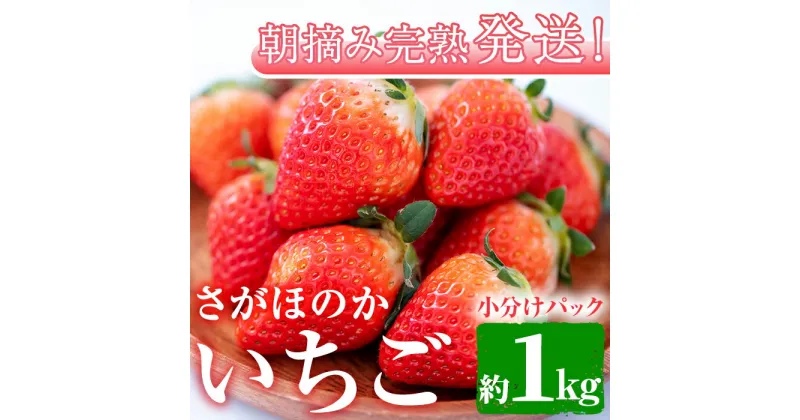 【ふるさと納税】朝摘み完熟発送！牧内農園のさがほのか(4パック・約1kg) 苺 イチゴ フルーツ 果物 果実 数量限定 期間限定【牧内農園】【0123903a】