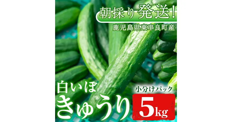 【ふるさと納税】牧内農園の白いぼきゅうり(計5kg・小分けパック) 野菜 やさい サラダ 胡瓜 キュウリ 漬物 ピクルス 小分け 大容量 期間限定【牧内農園】【0113904a】