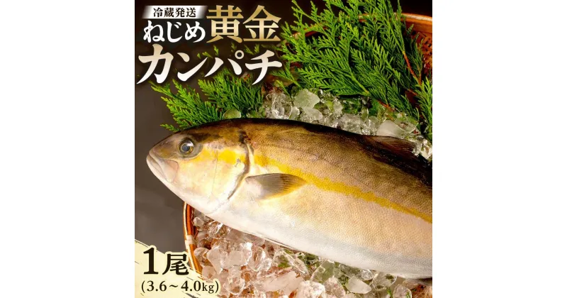 【ふるさと納税】カンパチ 1尾 3.6～4.0kg 配送日指定可能 | ねじめ黄金カンパチ 1本 勘八 魚 さかな 魚介 魚介類 海鮮 養殖 冷蔵 産地直送 刺身 刺し身 カルパッチョ 特産品 鹿児島県 南大隅町