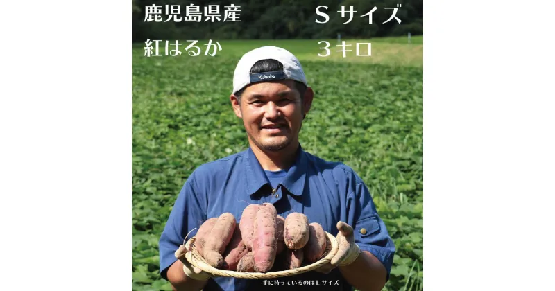 【ふるさと納税】さつまいも 紅はるか 堀りたて 3kg ( 1箱 ) Sサイズ 新物 鹿児島県産 2024年12月末までに出荷 | 野菜 やさい 食品 人気 おすすめ 送料無料 感動さつまいも