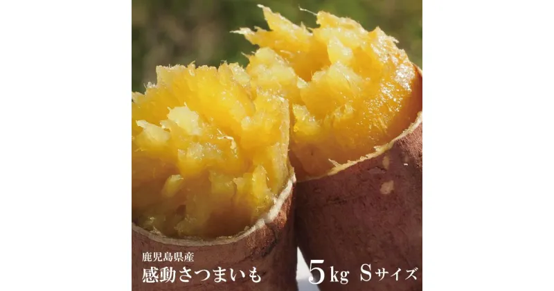 【ふるさと納税】【鹿児島県産】熟成 紅はるか 5kg (1箱 ) Sサイズ さつまいも | 野菜 やさい 食品 人気 おすすめ 送料無料 感動さつまいも