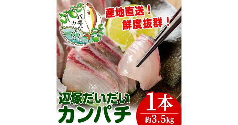 【ふるさと納税】産地直送！辺塚だいだいカンパチ(約3.5kg・1本) 鹿児島 国産 九州産 産地直送 カンパチ 勘八 魚 魚介 鮮魚 おかず 海産物【高山漁業協同組合】