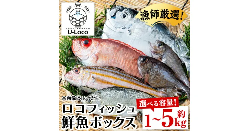 【ふるさと納税】＜容量が選べる！＞漁師厳選！ロコフィッシュ(地魚) 下処理済 鮮魚 ボックス(約1～5kg)地魚 魚 1kg 2～3kg 4～5kg お魚 冷蔵 新鮮 生もの 加工品 未利用魚 低利用魚 焼き魚 焼魚 刺し身 刺身 煮魚 届くまでのお楽しみ【昌徳丸】